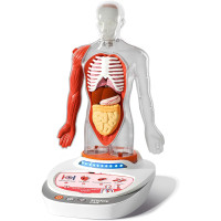 3D-модель человеческого тела ScienceCan (my-20041)