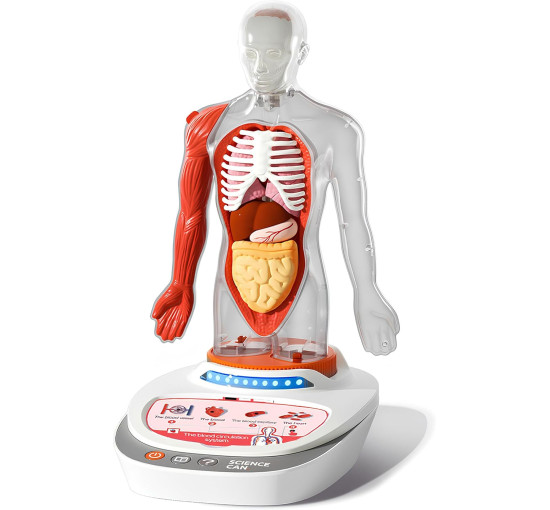 3D-модель людського тіла ScienceCan (my-20041)