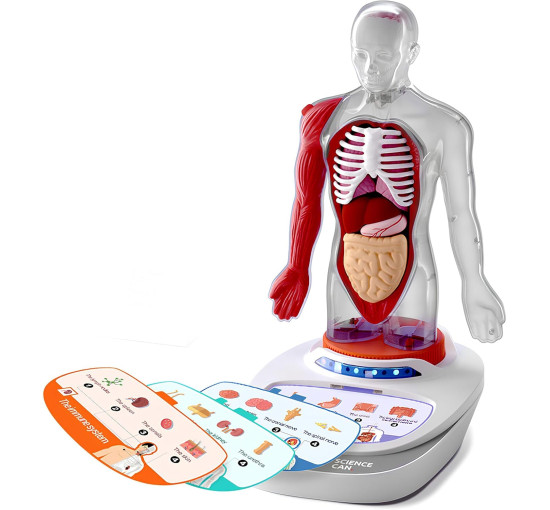 3D-модель людського тіла ScienceCan (my-20041)