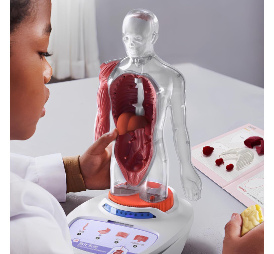 3D-модель людського тіла ScienceCan (my-20041)