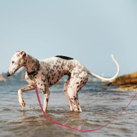 Винтажный классический ПВХ поводок для дрессировки собак Wisedog 15 м, бордовый (my-15317)