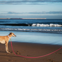 Винтажный классический ПВХ поводок для дрессировки собак Wisedog 15 м, бордовый (my-15317)